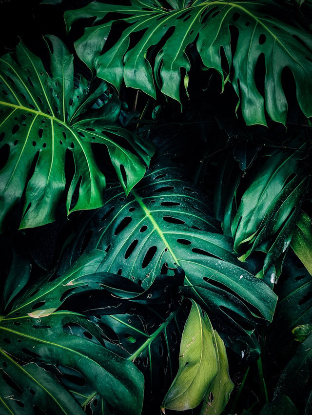 Foto Monstera