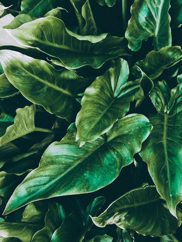 Foto Strelitzia nicolai